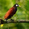 Vlhovec aztecky - Psarocolius montezuma - Montezuma Oropendola o4250